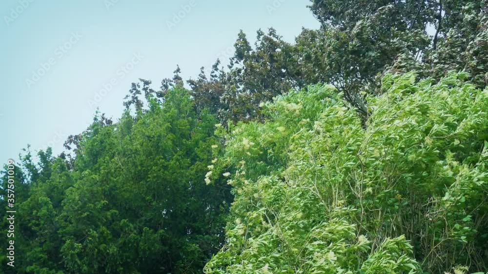 Strong Winds Shake Bushy Trees In The Daytime Strong Winds Shake Bushy Trees In The Daytime