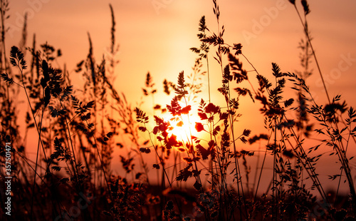 Goldener Sonnenuntergang über Sommerwiese