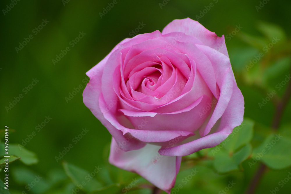 A beautiful pink rose isolated in a garden A beautiful pink rose isolated in a garden
