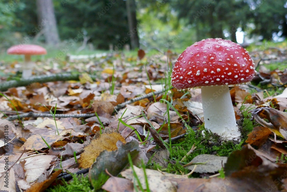 One fly agaric in the moss,up close One fly agaric in the moss,up close