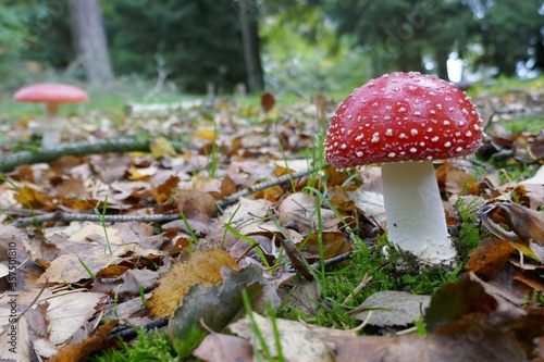 One fly agaric in the moss,up close