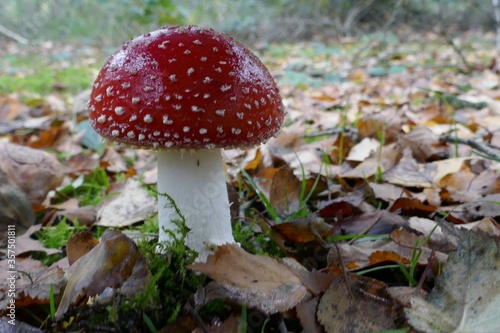 One fly agaric in the moss,up close