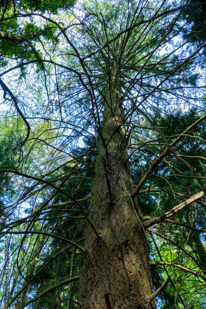 Fototapeta premium Mammutbaum, Seauoioidae, Baum mit 6 Austrieben im öffentlichen Obstgut in Baden-Baden