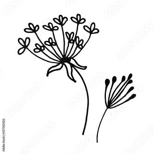 Floral Elements for design, dandelions. Cute hand-drawn dandelion flowerin doodle style. Dandelion on a white background. Vector illustration