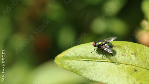 Close up macro of a fly on a leaf, with bokeh