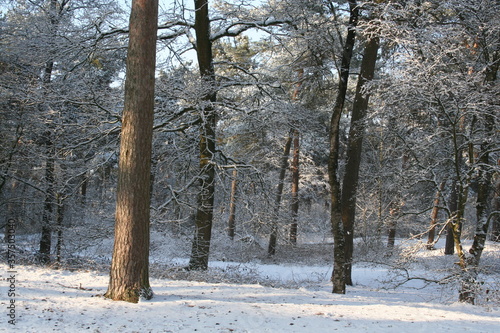 Snow landscape in the Staatsbossen in Sint Anthonis, Noord Brabant, The Netherlands, Europe.
