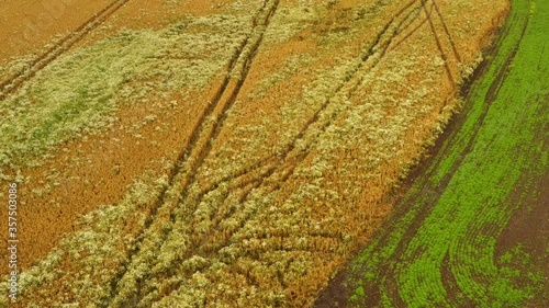 Aerial drone view of the combine harvester in Norway wheat fields. Aerial view of wheat fields on the Norwegian plains.