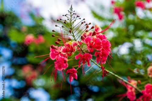 colorful flowers on field in summer