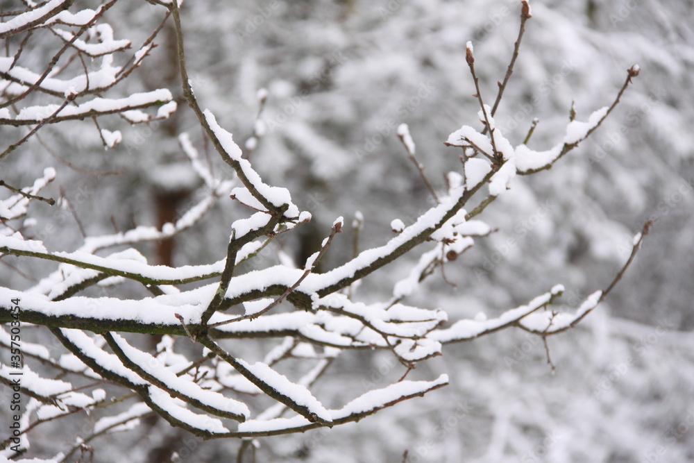 Branches covered with a layer of snow. Beautiful pattern. The Netherlands, Europe. Branches covered with a layer of snow. Beautiful pattern. The Netherlands, Europe.
