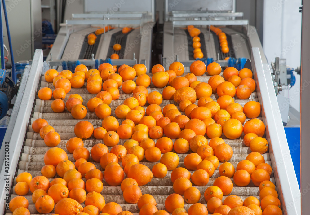 The production line of citrus fruits: tarocco oranges during the fruit processing cycle