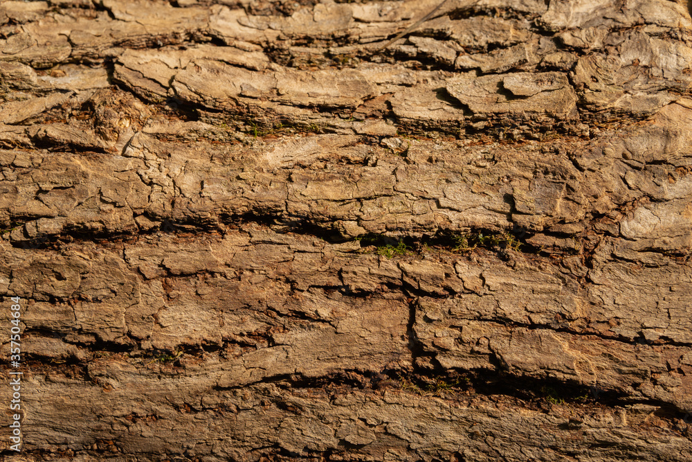 Textural background of tree bark. Wooden photo wallpaper. Natural background. Textural background of tree bark. Wooden photo wallpaper. Natural background.
