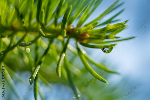 Drops growths on coniferous needles. In the morning in the sunlight after rain. Macro shot.