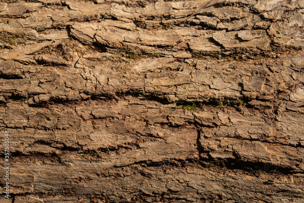 Textural background of tree bark. Wooden photo wallpaper. Natural background.