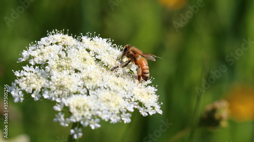 Macro of a bee collecting pollen in a white flower