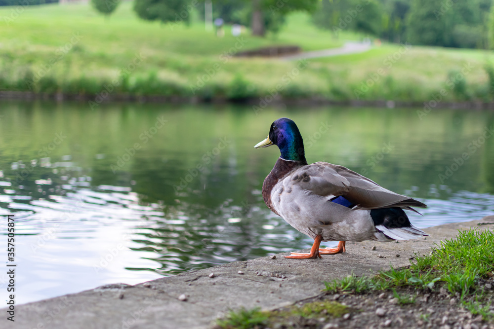 Fototapeta premium Duck next to the pond