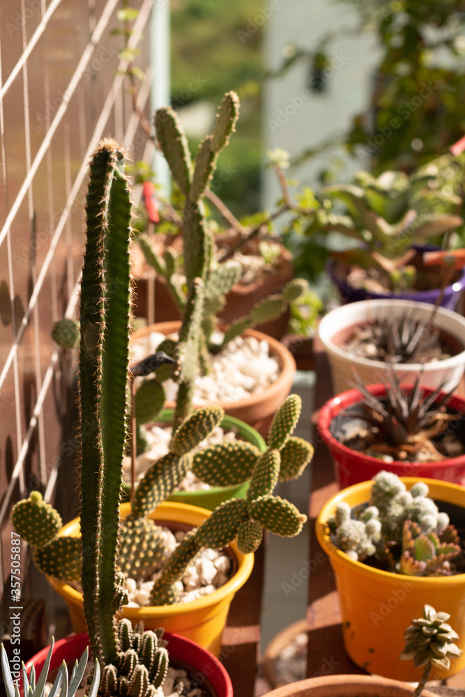 indoor house garden cactus under the sun