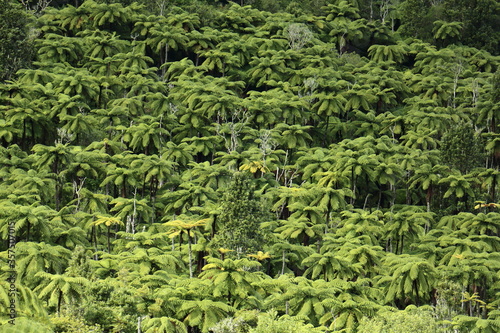 Native tree ferns on a hillside in Rotorua, New Zealand