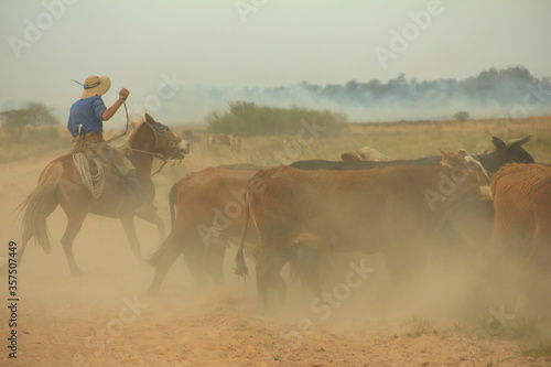Gaucho a caballo arriando vacas