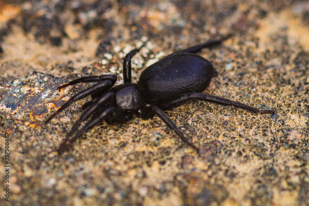 A funnel spider on the forest floor.
The funnel-web spider belongs to the Araneomorphae family. It was named after the shape of its network.
A funnel spider on the forest floor.
The funnel-web spider belongs to the Araneomorphae family. It was named after the shape of its network.