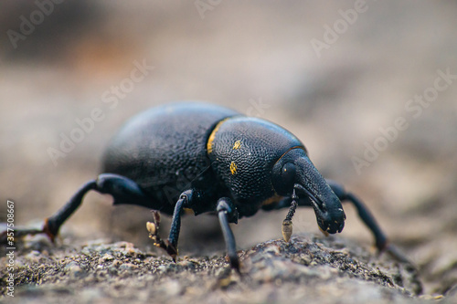 A weevil on a footpath.There are approximately 40-60000 different types of weevils worldwide. Both the beetles and the larvae of most species feed on plants.