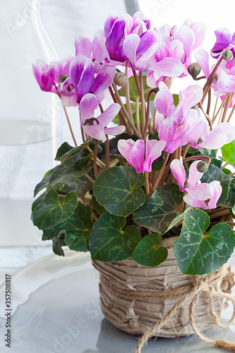 Pink flowers of Cyclamen persicum, commonly known as Persian cyclamen.