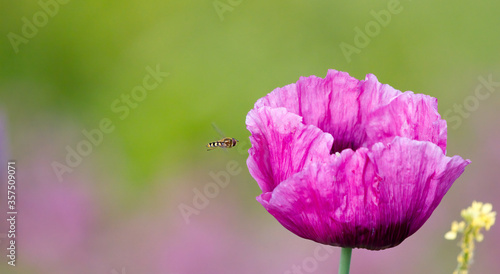 A hoverfly approaching a partially defocused pink flower, with a blurred green and pink background.