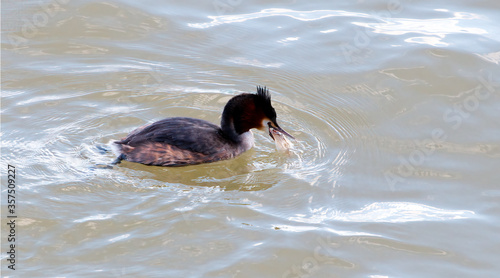 A duck catching a fish in its beak. 