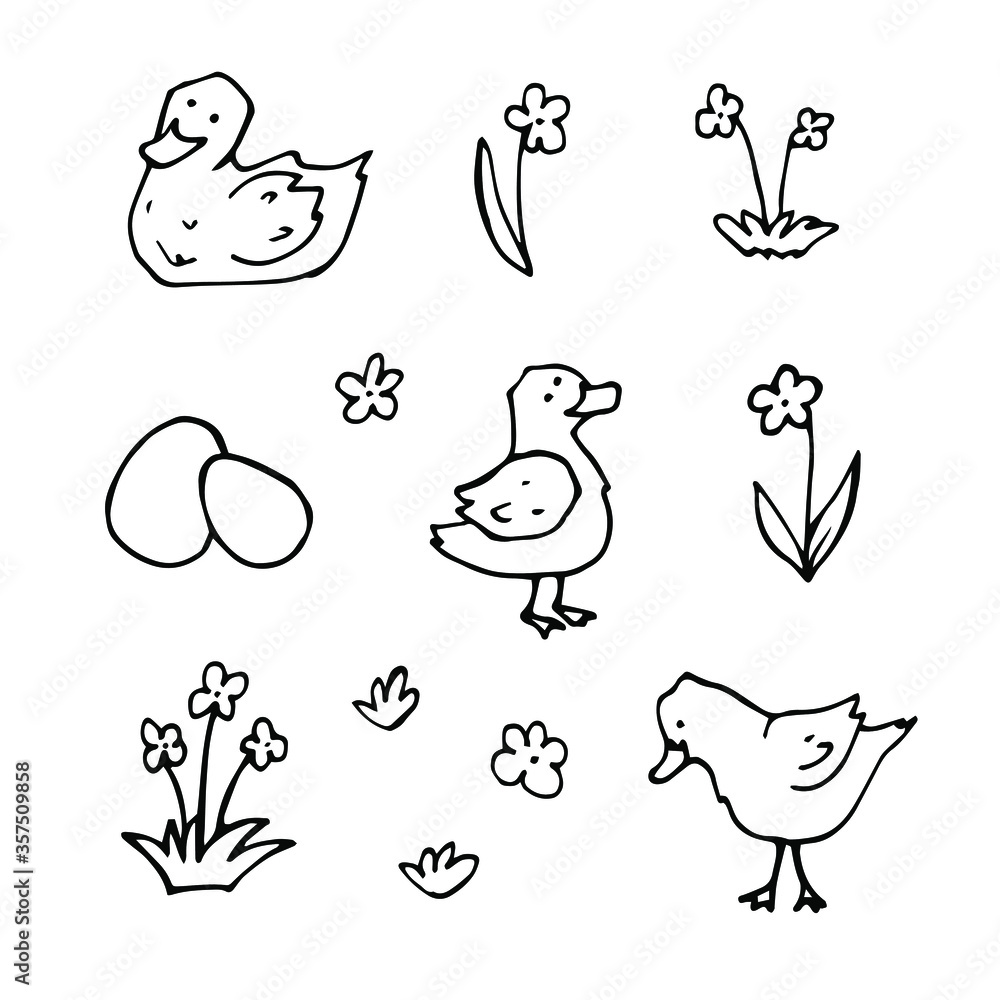 Fototapeta premium vector Doodle set with drawings of domestic farm birds. icons of ducks, ducklings, eggs, flowers. isolated on a white background.