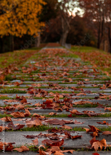 Cava do Viriato in Viseu with autumn leaves on the ground, fantastic autumn scene , autumn landscape in Portugal