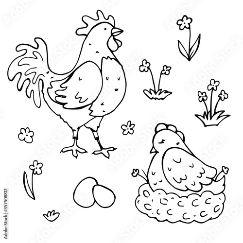 vector set of cute cartoon hand-drawn outline farm birds. isolated on a white background. icons of a rooster  a hen on a roost  eggs and flowers. heroes of folk tales  coloring page.