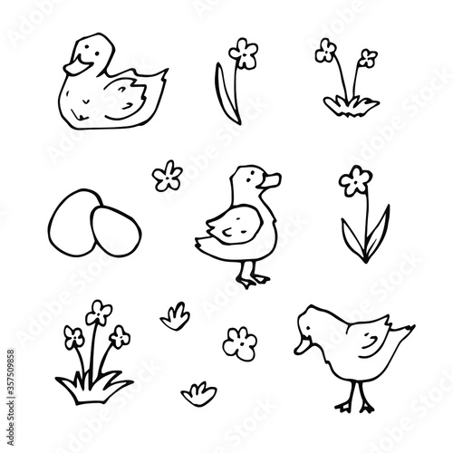 vector Doodle set with drawings of domestic farm birds. icons of ducks  ducklings  eggs  flowers. isolated on a white background.