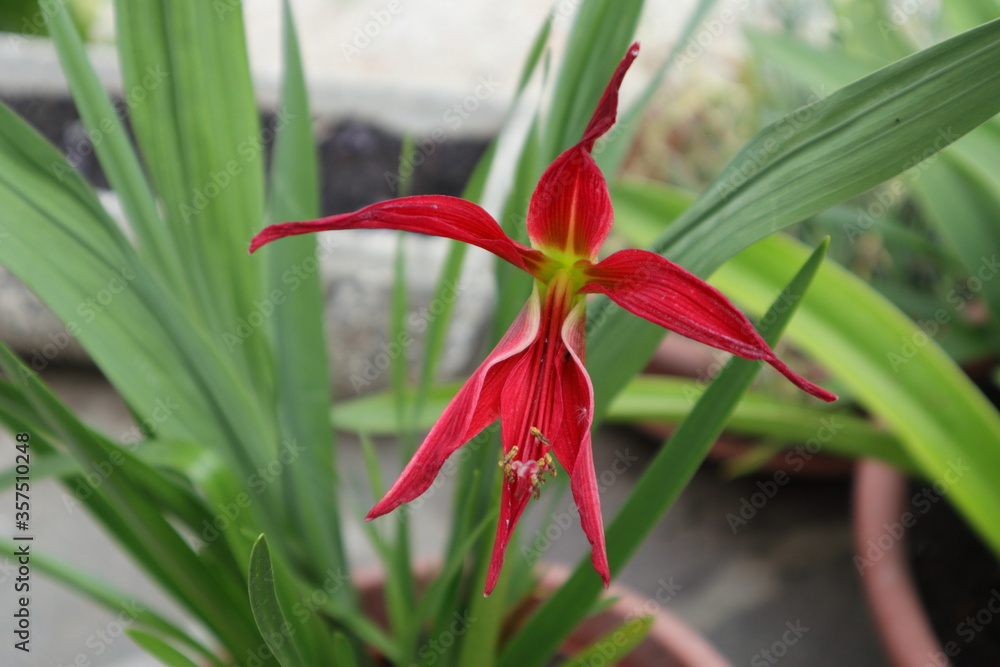 Red aztec lily blooming, variety Strekelia Formosissima Red aztec lily blooming, variety Strekelia Formosissima