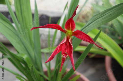 Red aztec lily blooming, variety Strekelia Formosissima photo