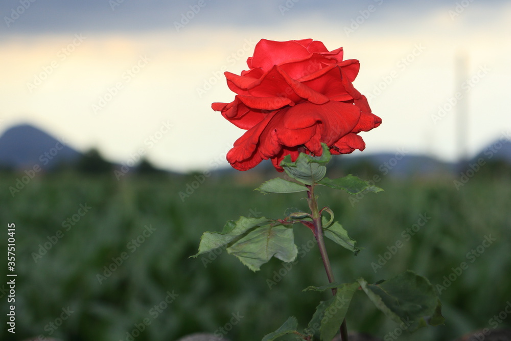 Red rose standing in front of a landscape with hills and gloomy sky. Red rose standing in front of a landscape with hills and gloomy sky.
