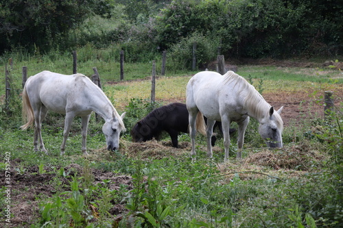 A small horse family in Viseu