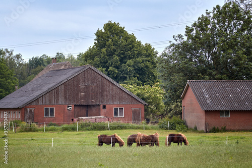 Little horses grazing and resting on a farm in Holland.