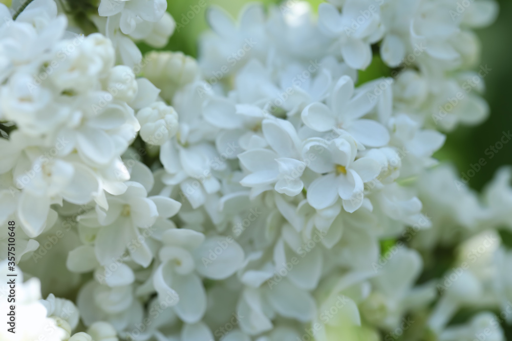 Closeup view of beautiful lilac shrub with white flowers outdoors Closeup view of beautiful lilac shrub with white flowers outdoors