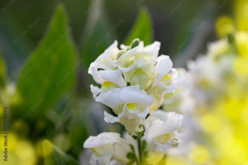 Background with pale flowers in the garden Background with pale flowers in the garden