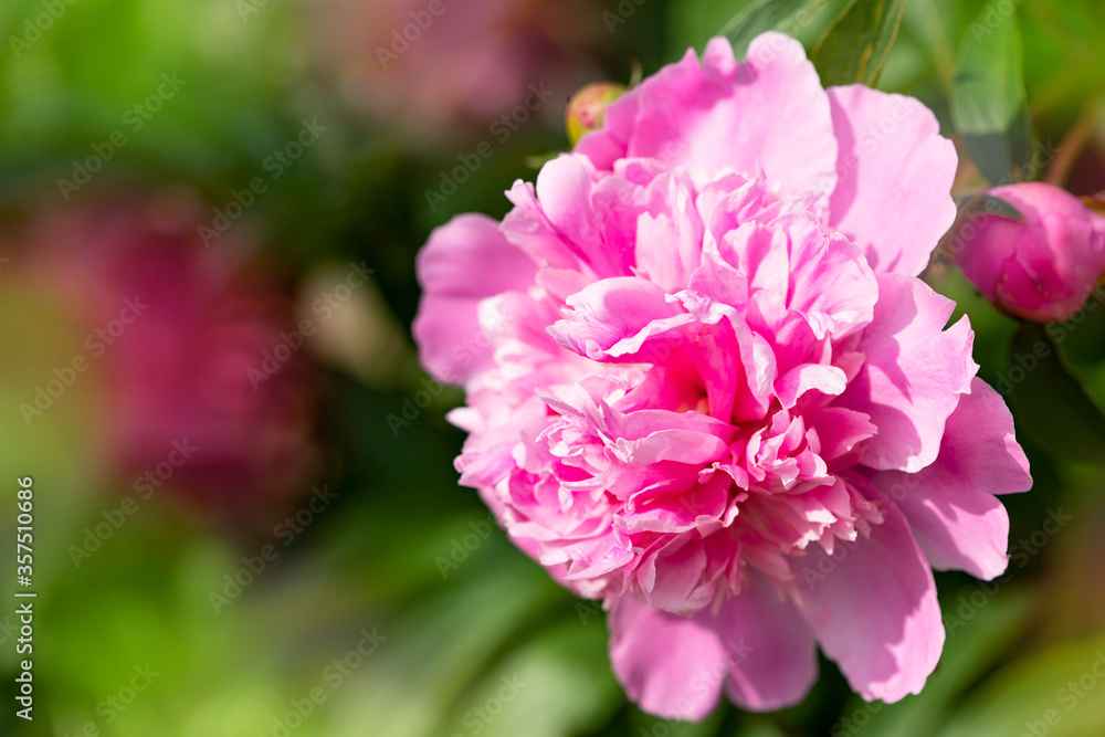 Pink peonies. Bright spring background with peonies. Pink peonies. Bright spring background with peonies.