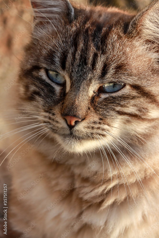 portrait of a beautiful gray cat with blue eyes. close up photography. Persian cat , Portugal