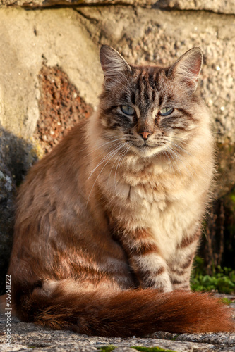 beautiful domestic gray cat with blue eyes. Persian cat , Portugal