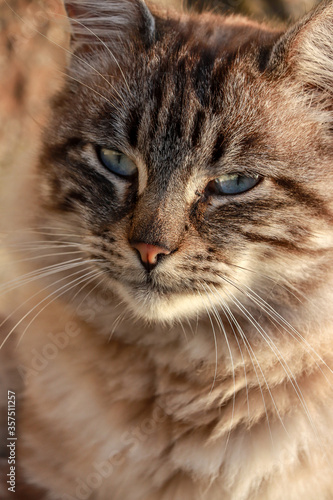 portrait of a beautiful gray cat with blue eyes. close up photography. Persian cat , Portugal