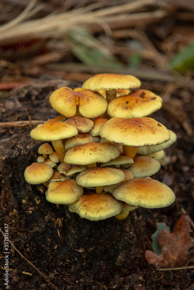 Large group of yellow mushrooms in the middle of the forest, Viseu, Portugal Large group of yellow mushrooms in the middle of the forest, Viseu, Portugal
