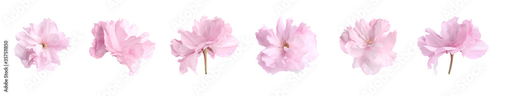 Set of beautiful sakura blossoms on white background, banner design. Spring season