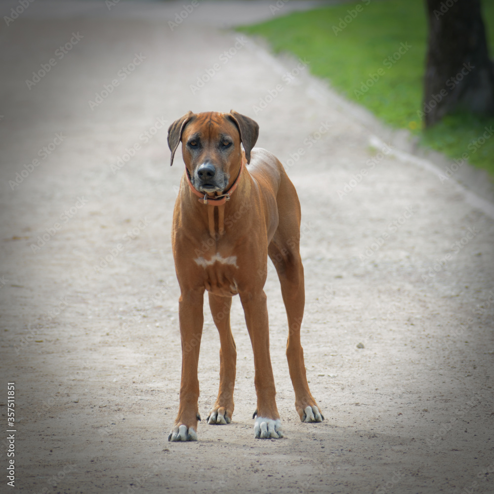 Young Rhodesian Ridgeback Running on Park Paths Young Rhodesian Ridgeback Running on Park Paths