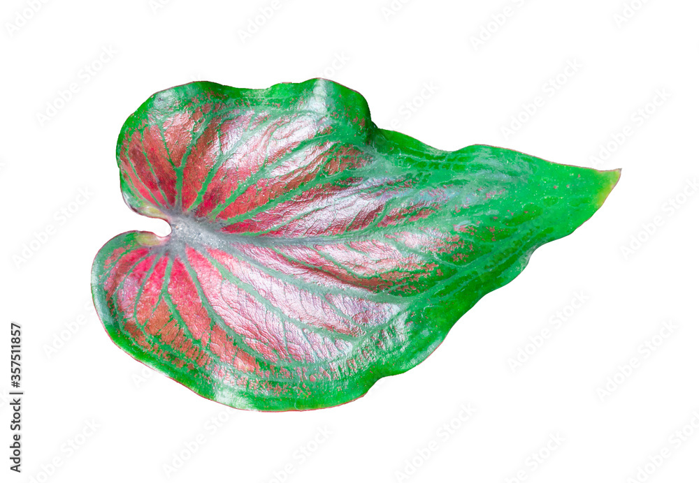 Queen of the Leafy Plants on white background. Queen of the Leafy Plants on white background.