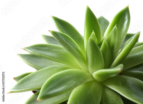 Beautiful echeveria on white background  closeup. Succulent plant