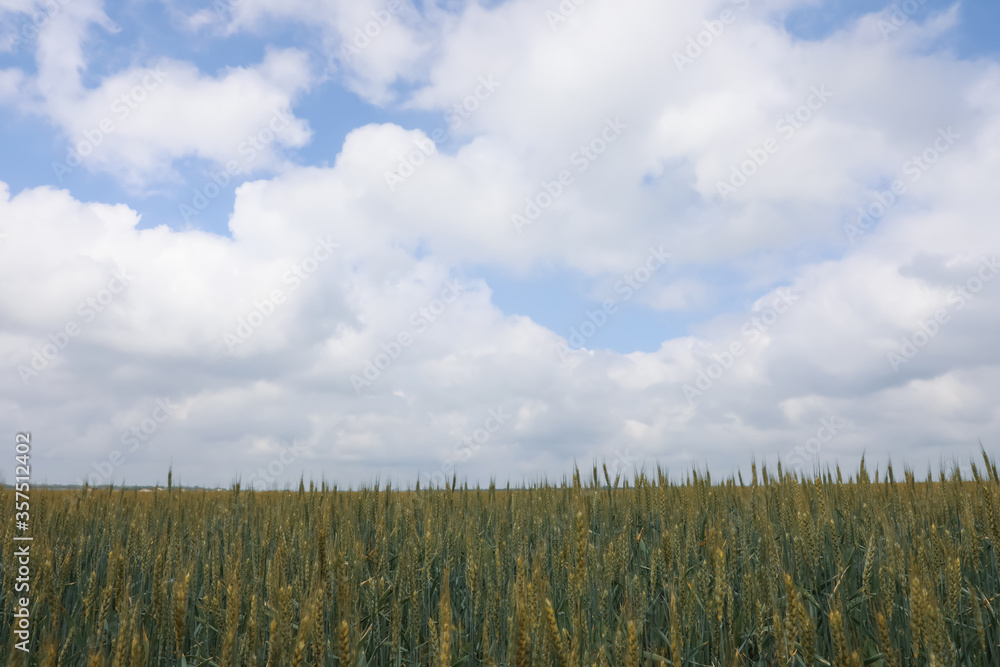 Fototapeta premium Agricultural field with ripening cereal crop under cloudy sky
