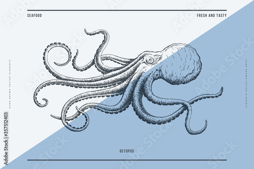 Hand-drawn image of an octopus on a light background. Ocean animal. Retro picture for the menu of fish restaurants, markets and shops. Vector illustration in vintage engraving style.