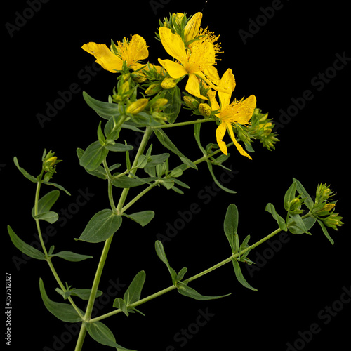 Inflorescence of yellow  flowers of Hypericum, isolated on black background photo